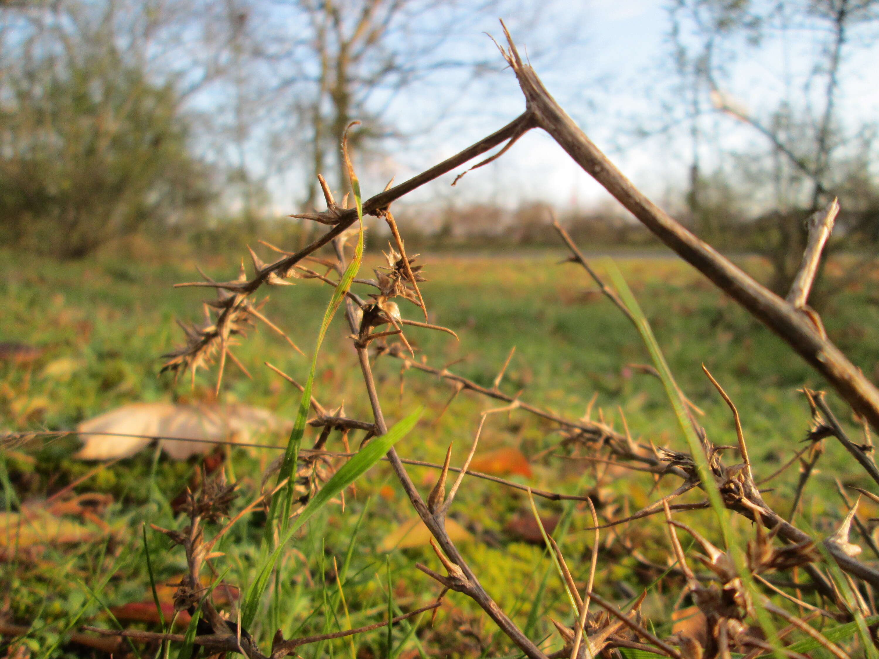 Image of Prickly Russian-Thistle