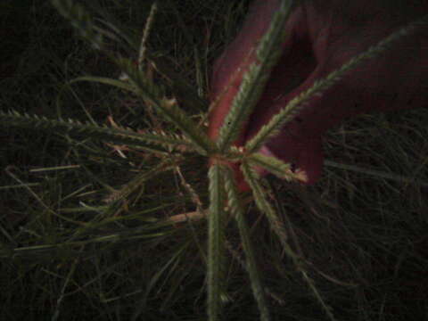 Image of Indian goosegrass