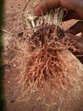 Image of Indian goosegrass