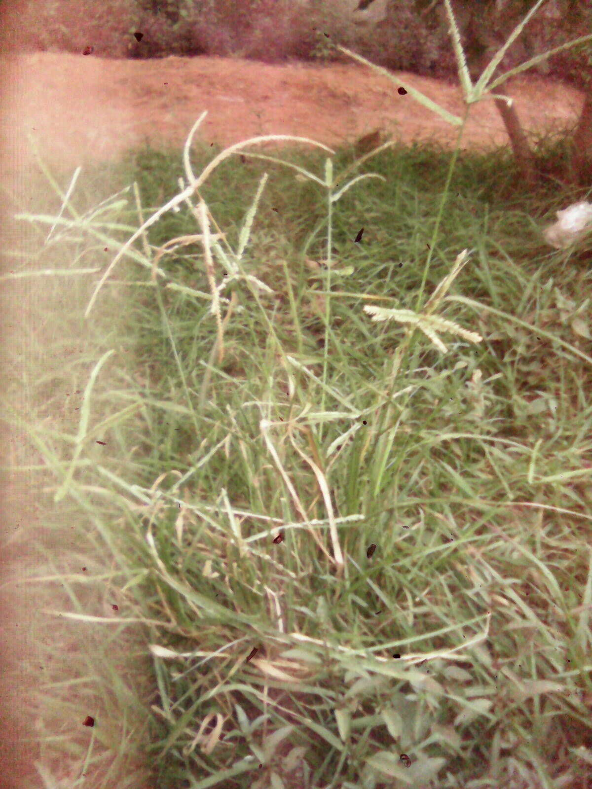 Image of Indian goosegrass