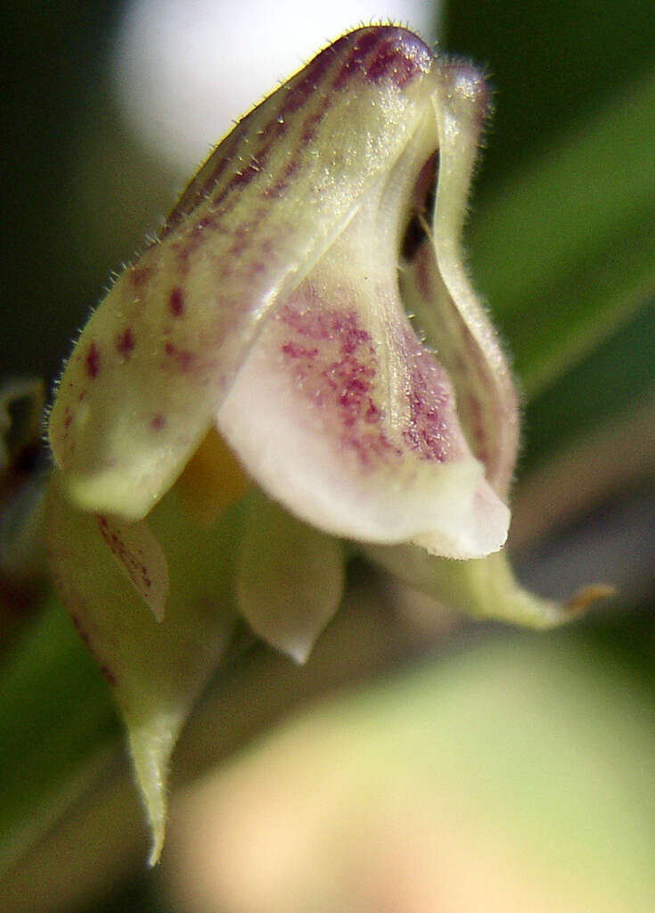 Image of Yellowspike orchids