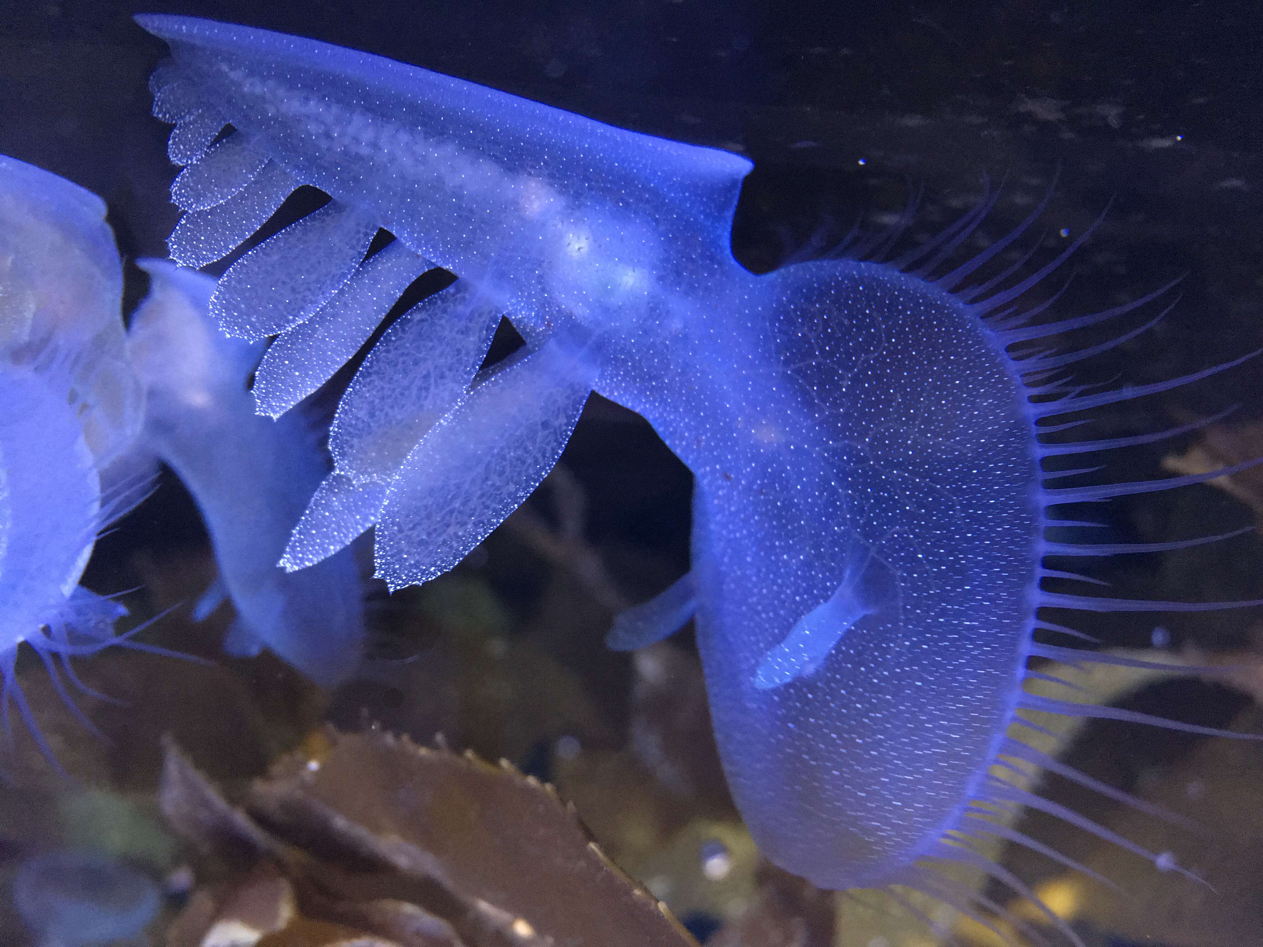 Image of Hooded sea slug