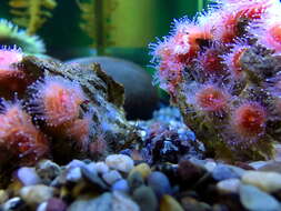 Image of Strawberry anemones