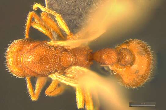 Image of Tyrannomyrmex alii