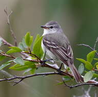 Image of Southern Beardless Tyrannulet