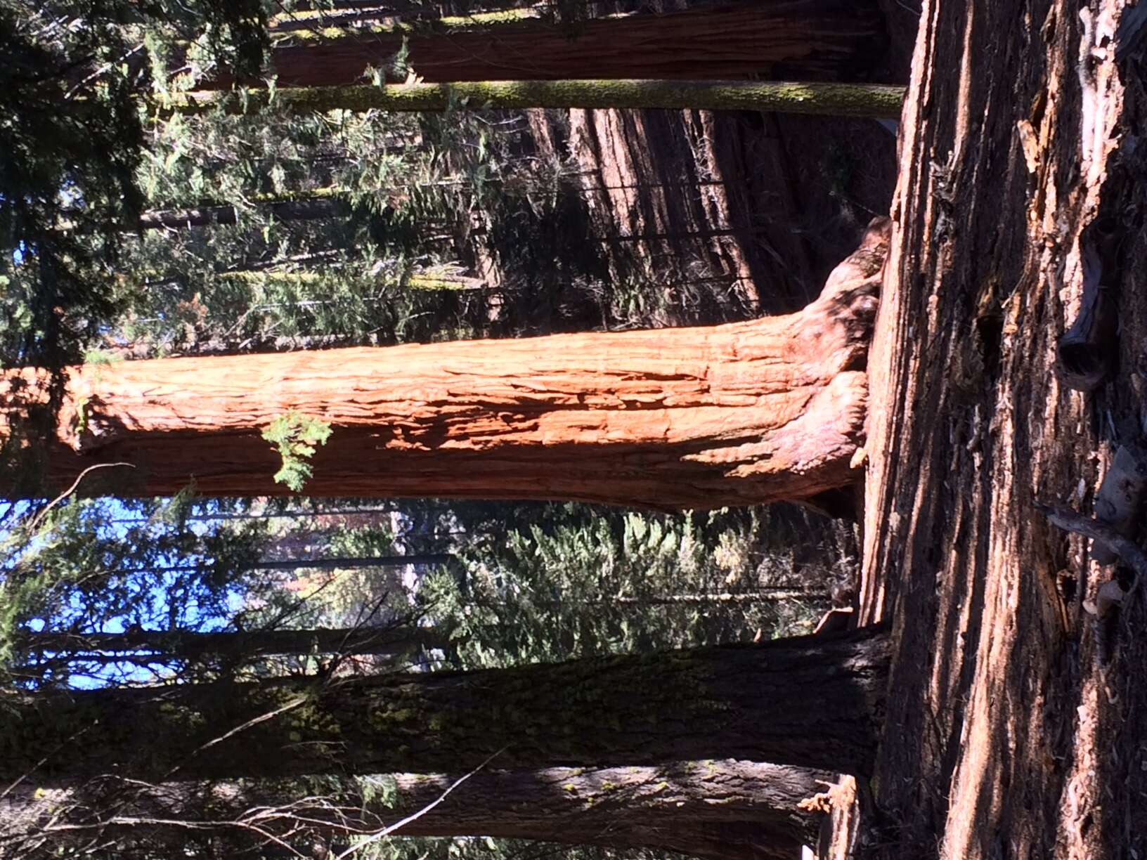 Image of giant sequoia