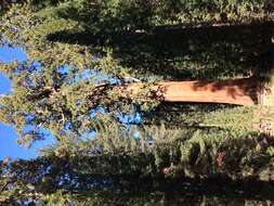 Image of giant sequoia