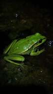 Image of Green and golden bell frog