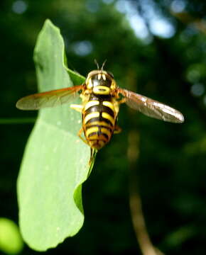 Image of Chrysotoxum octomaculatum Curtis 1837