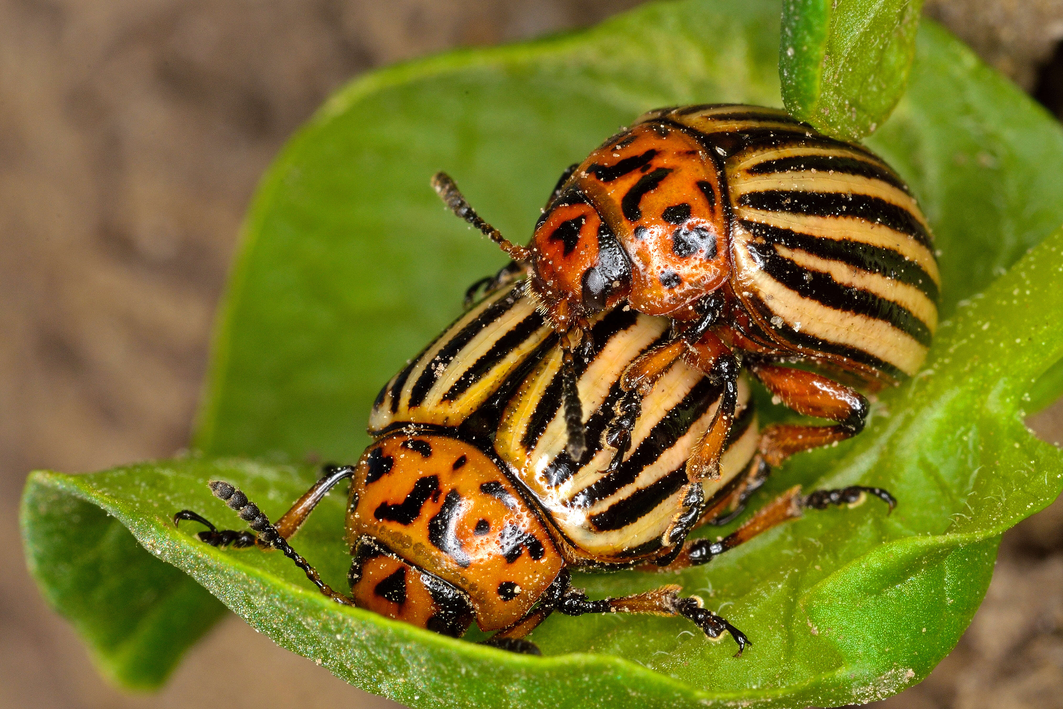 Image of Colorado potato beetle