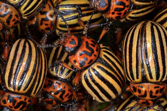 Image of Colorado potato beetle