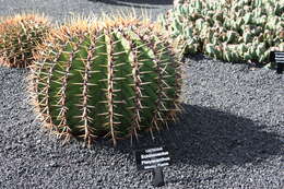 Image of Cactus