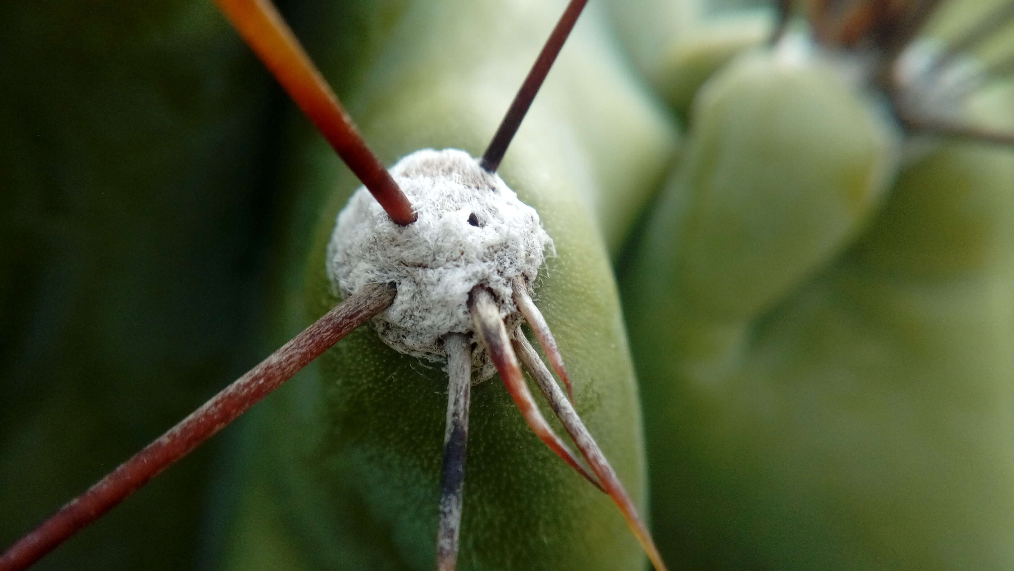 Cereus repandus (L.) Mill. resmi