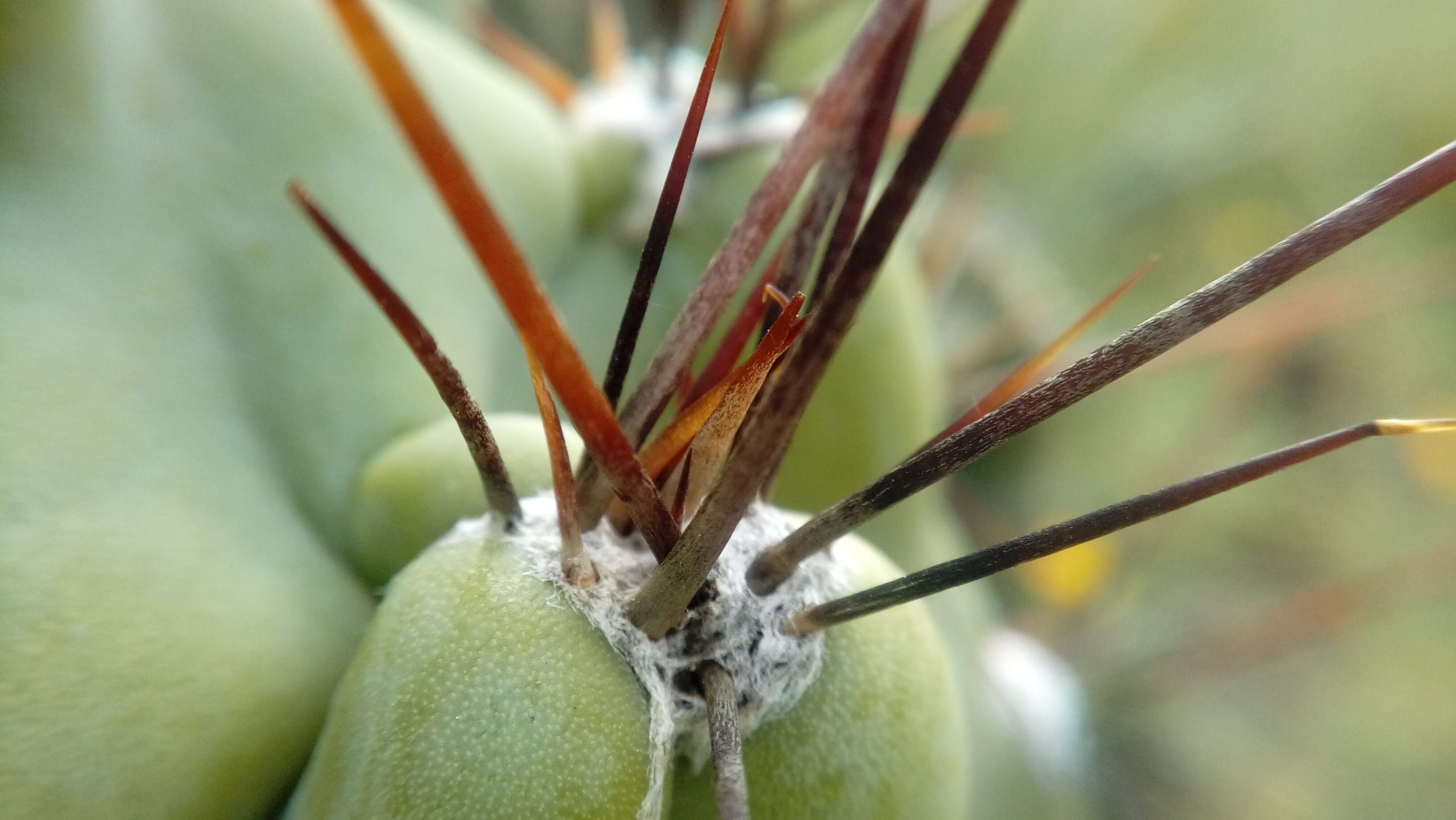 Cereus repandus (L.) Mill. resmi