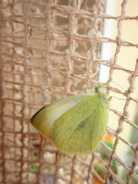 Image of small white