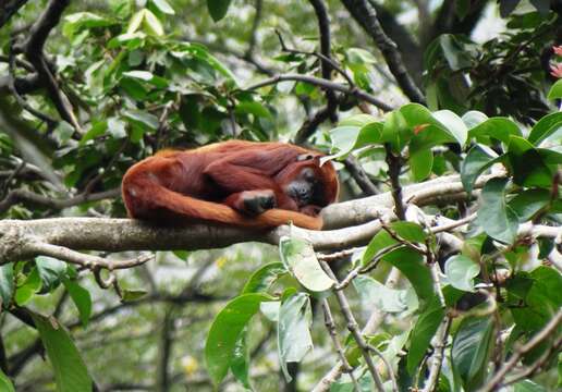 Image of Colombian Red Howler Monkey