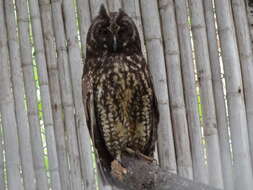 Image of Stygian Owl