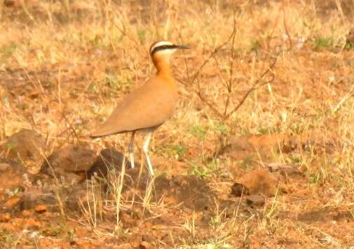 Image of Indian Courser