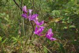 Image of tuberous grasspink