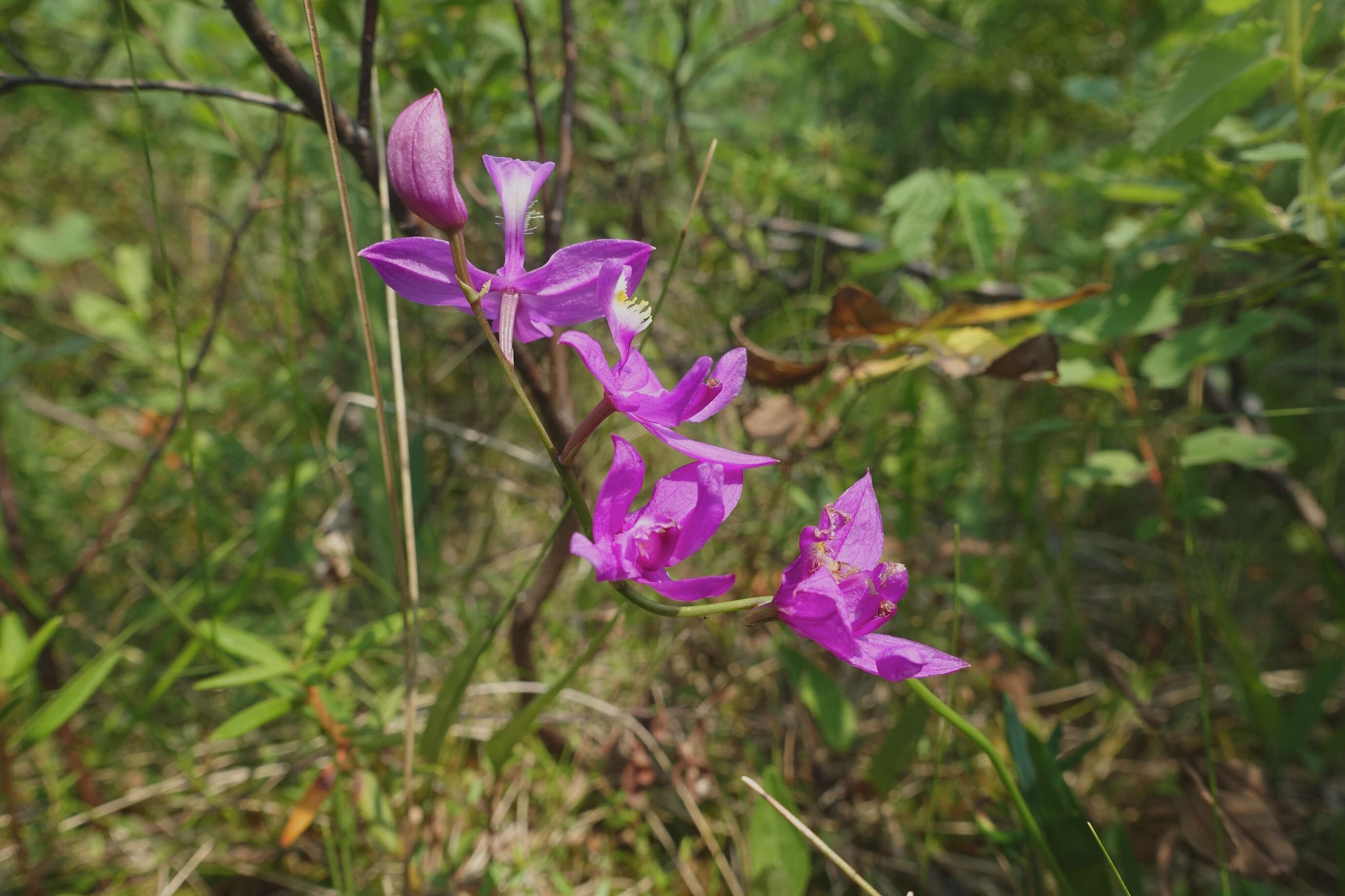 Image of tuberous grasspink