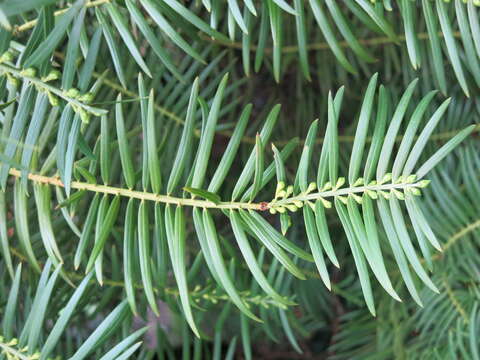 Imagem de Cephalotaxus fortunei Hook.