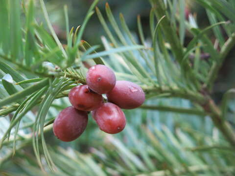 Imagem de Cephalotaxus fortunei Hook.