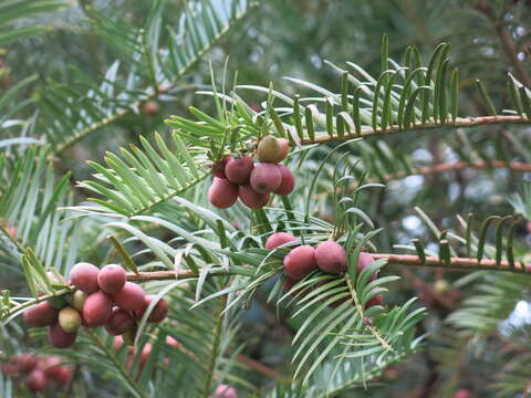 Image of Fortune's Yew Plum