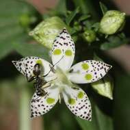 Imagem de Formica japonica Motschoulsky 1866