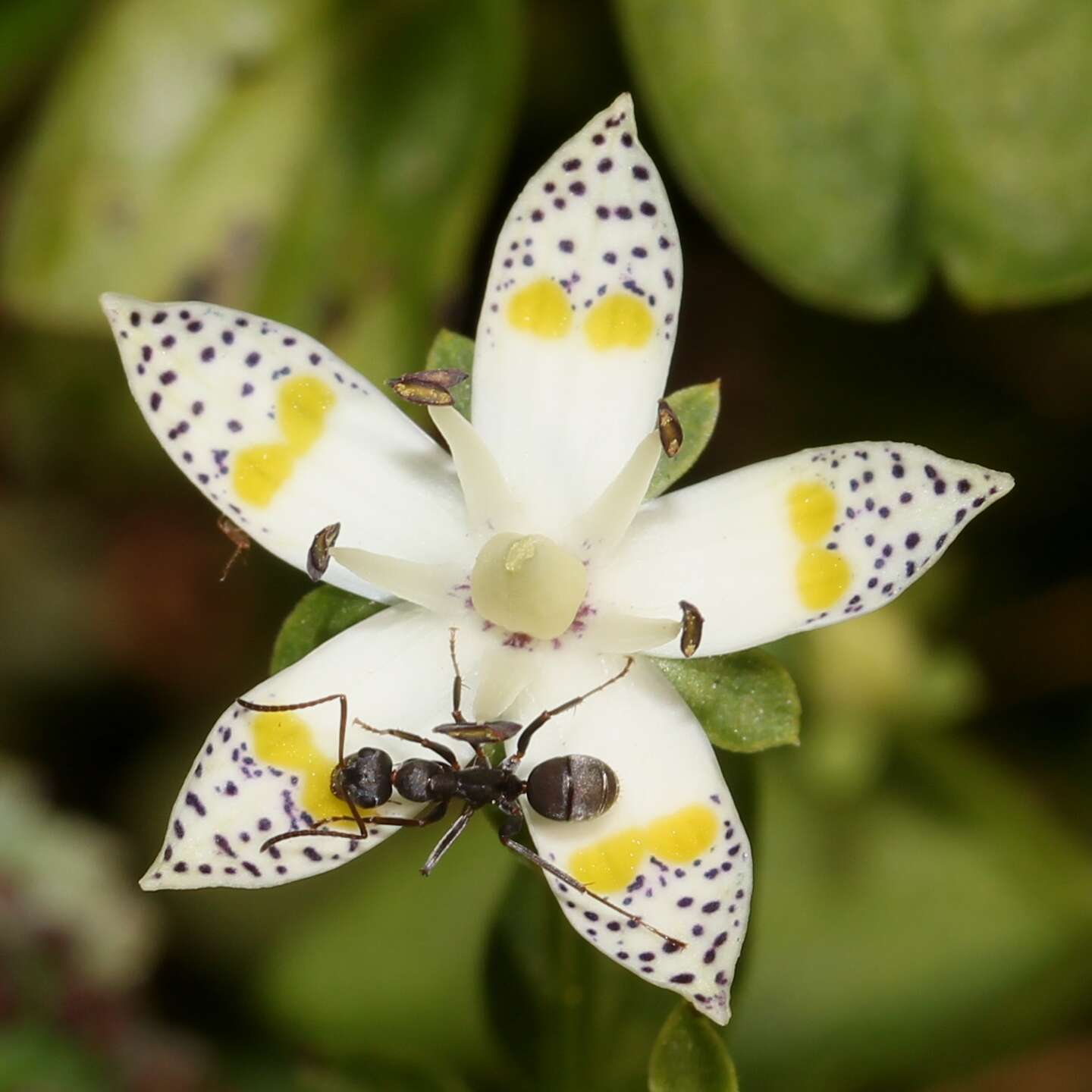 Imagem de Formica japonica Motschoulsky 1866