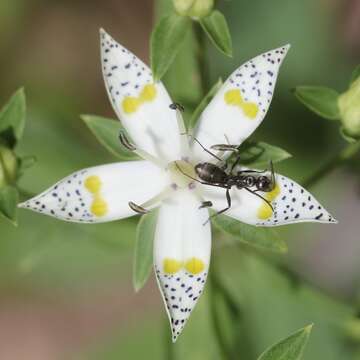 Imagem de Formica japonica Motschoulsky 1866