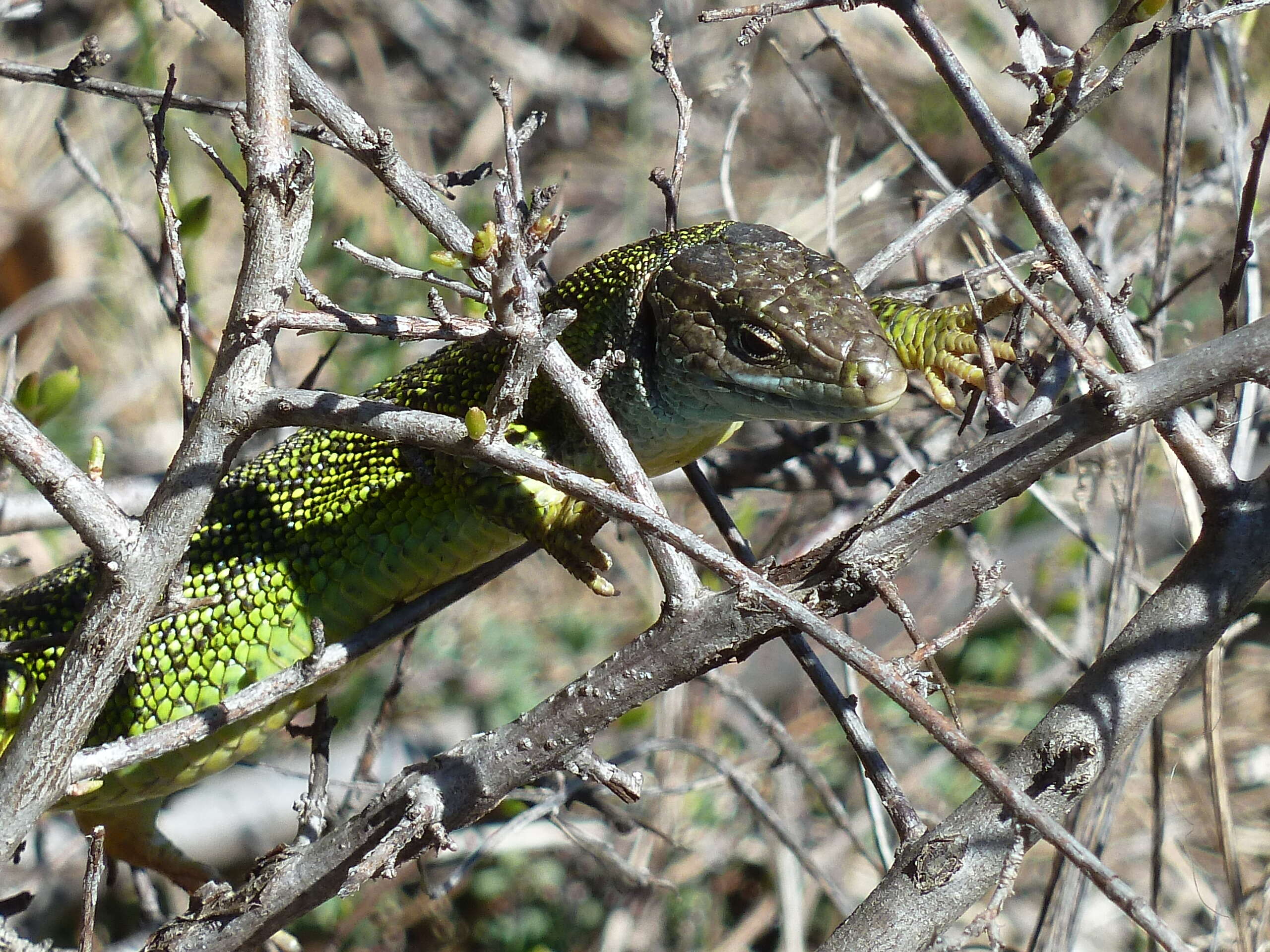 Image of Western Green Lizard