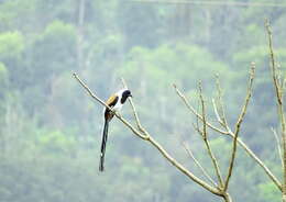 Image of White-bellied Treepie