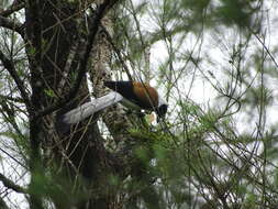 Image of White-bellied Treepie