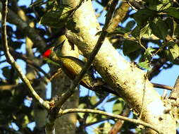 Picus chlorolophus Vieillot 1818 resmi