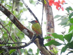 Picus chlorolophus Vieillot 1818 resmi