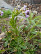 Imagem de Arabis blepharophylla Hook. & Arn.