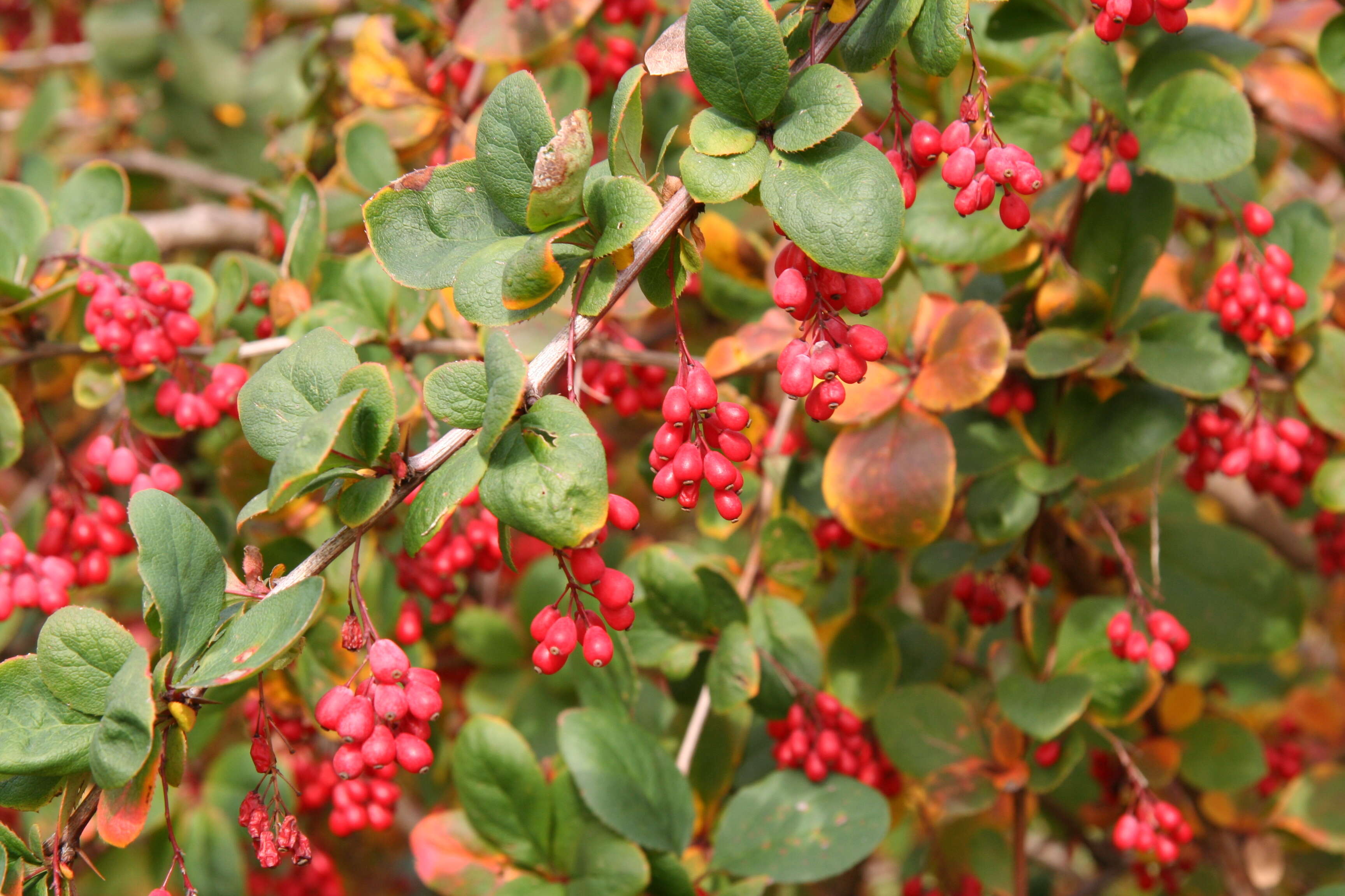 Image de Berberis koreana Palibin