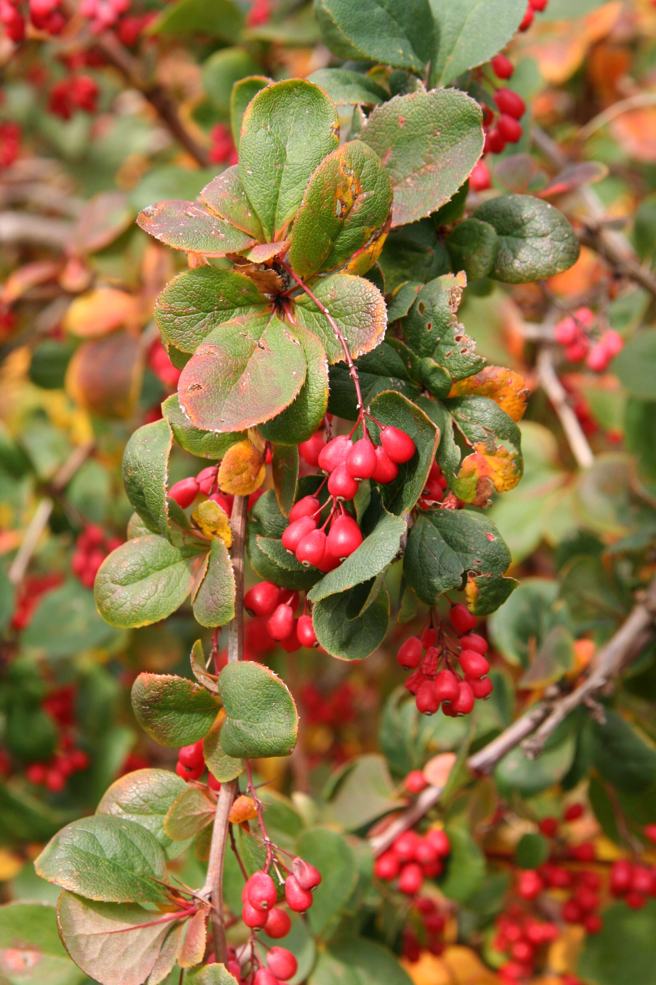 Image de Berberis koreana Palibin