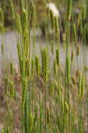 Image of einkorn wheat