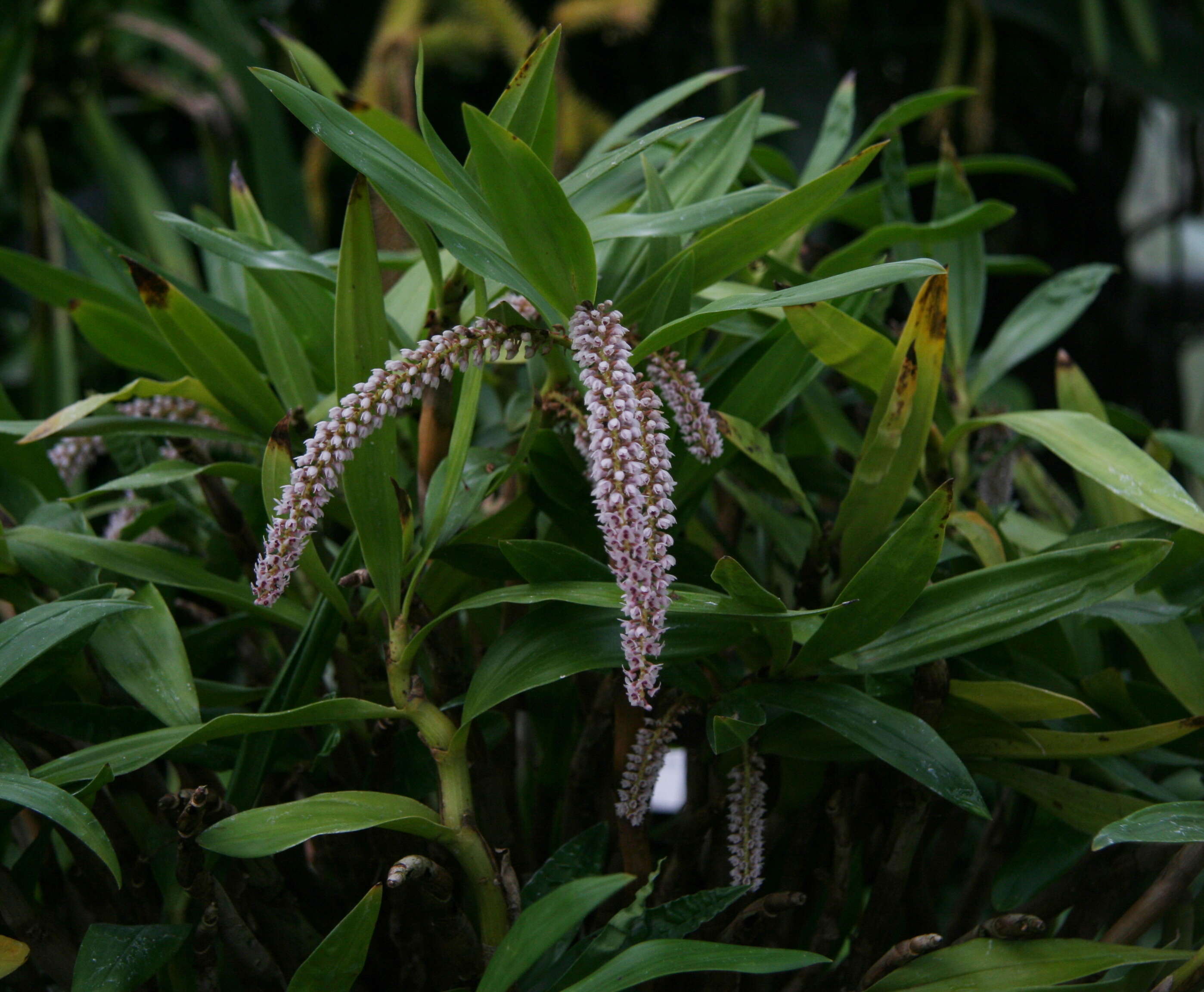 Imagem de Pinalia floribunda (Lindl.) Kuntze