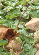 Image de Aristolochia lindneri A. Berger