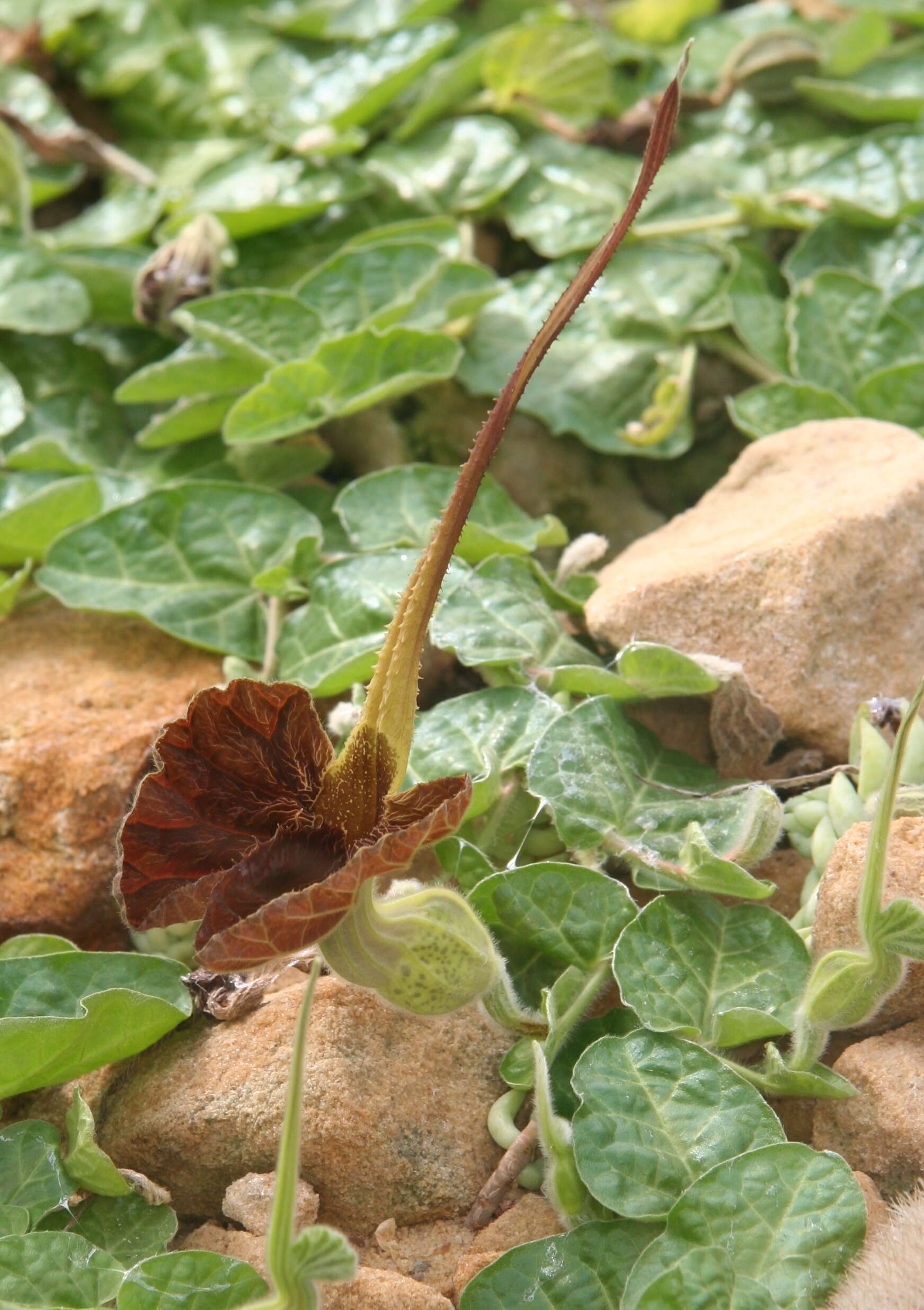 Image de Aristolochia lindneri A. Berger