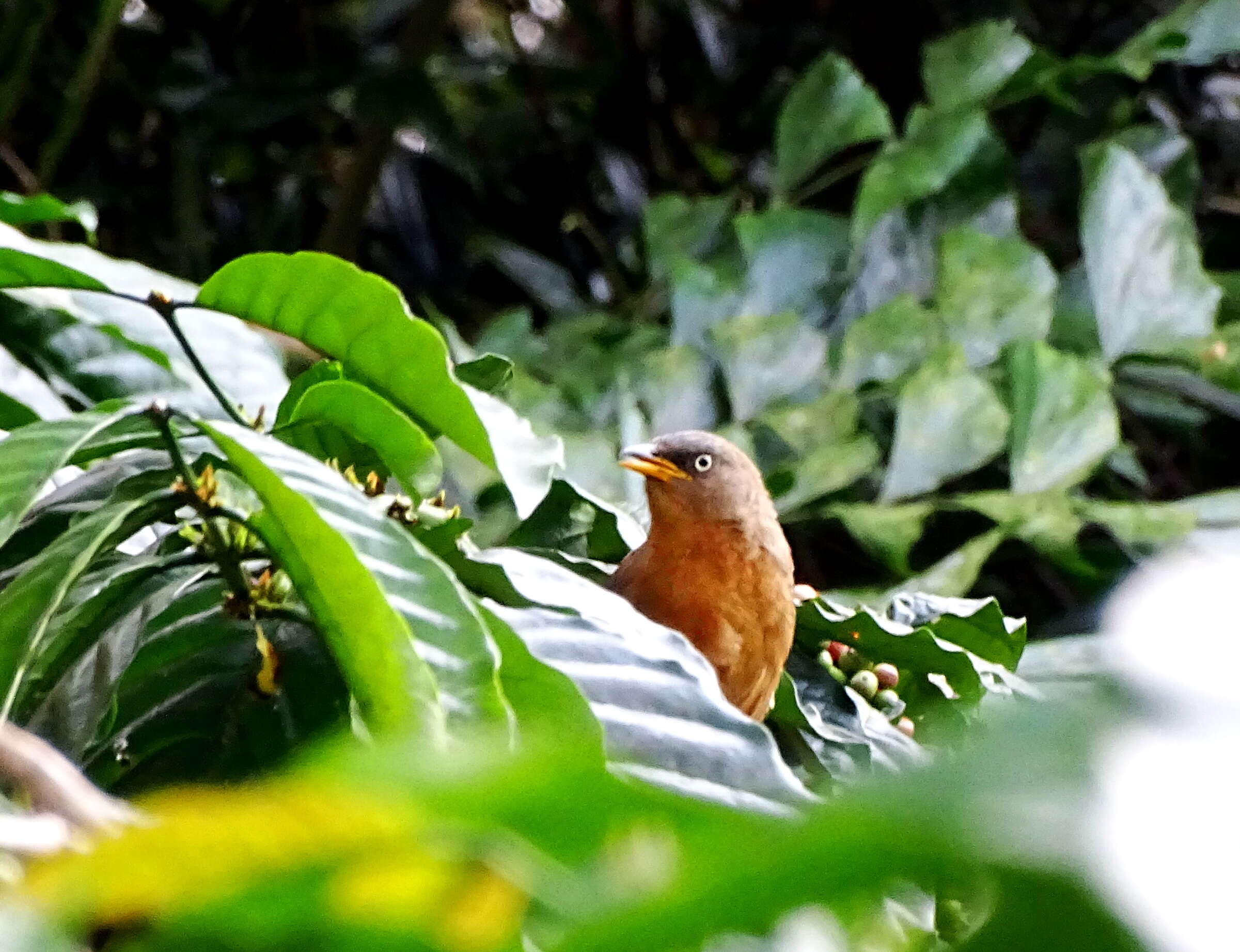 Image of Rufous Babbler