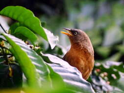 Image of Rufous Babbler