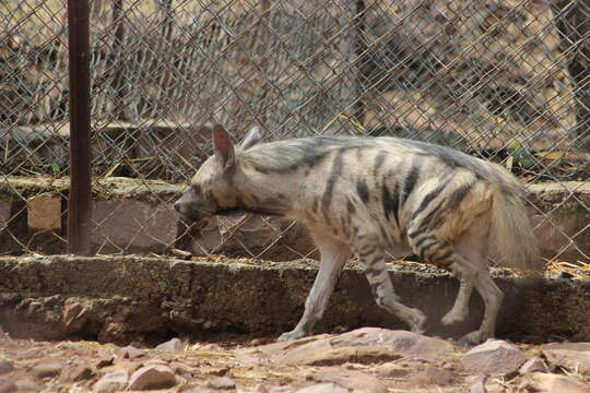 Image of Striped Hyena