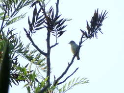 Image of Nilgiri Flowerpecker