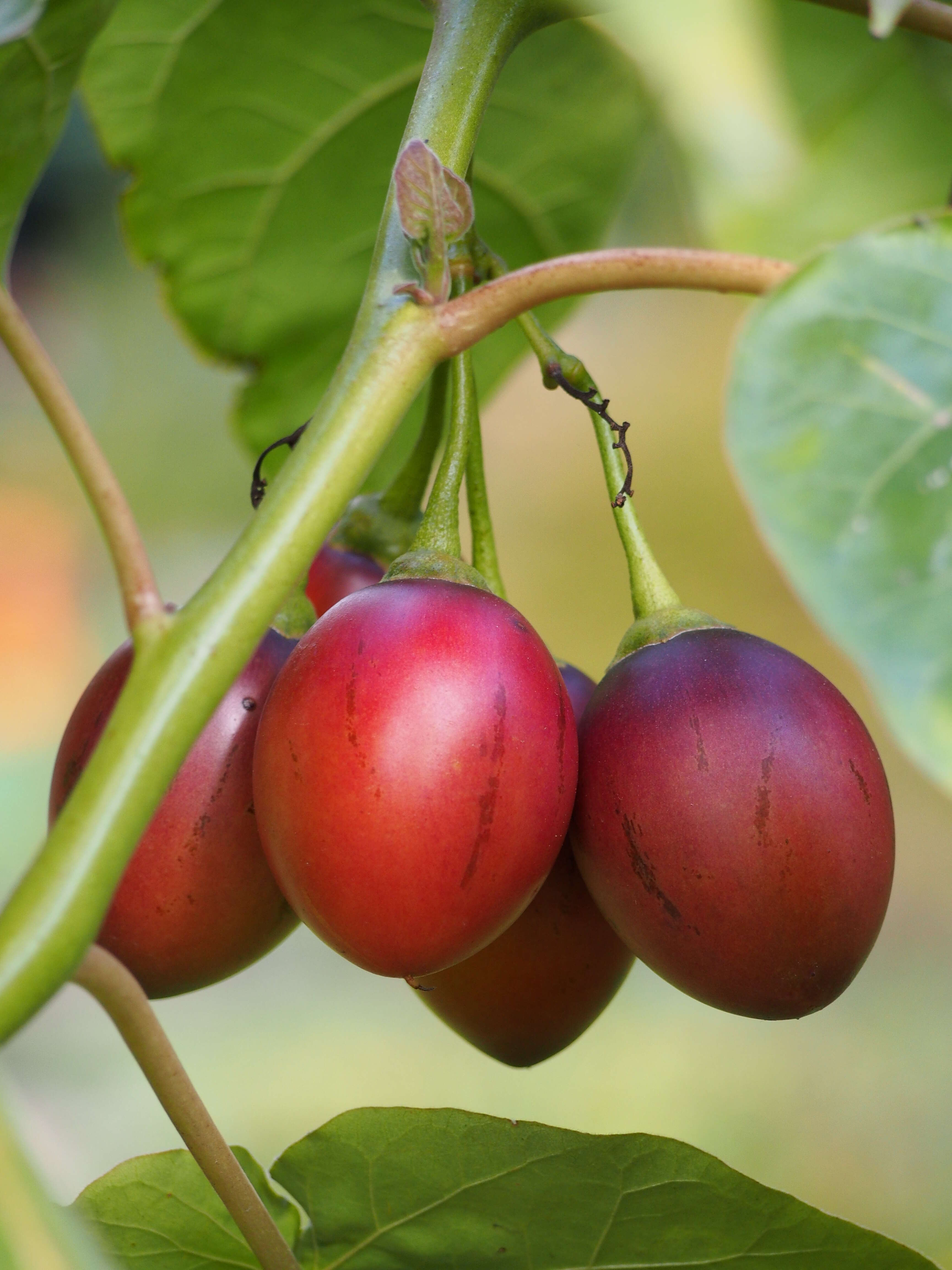 Image of Tamarillo