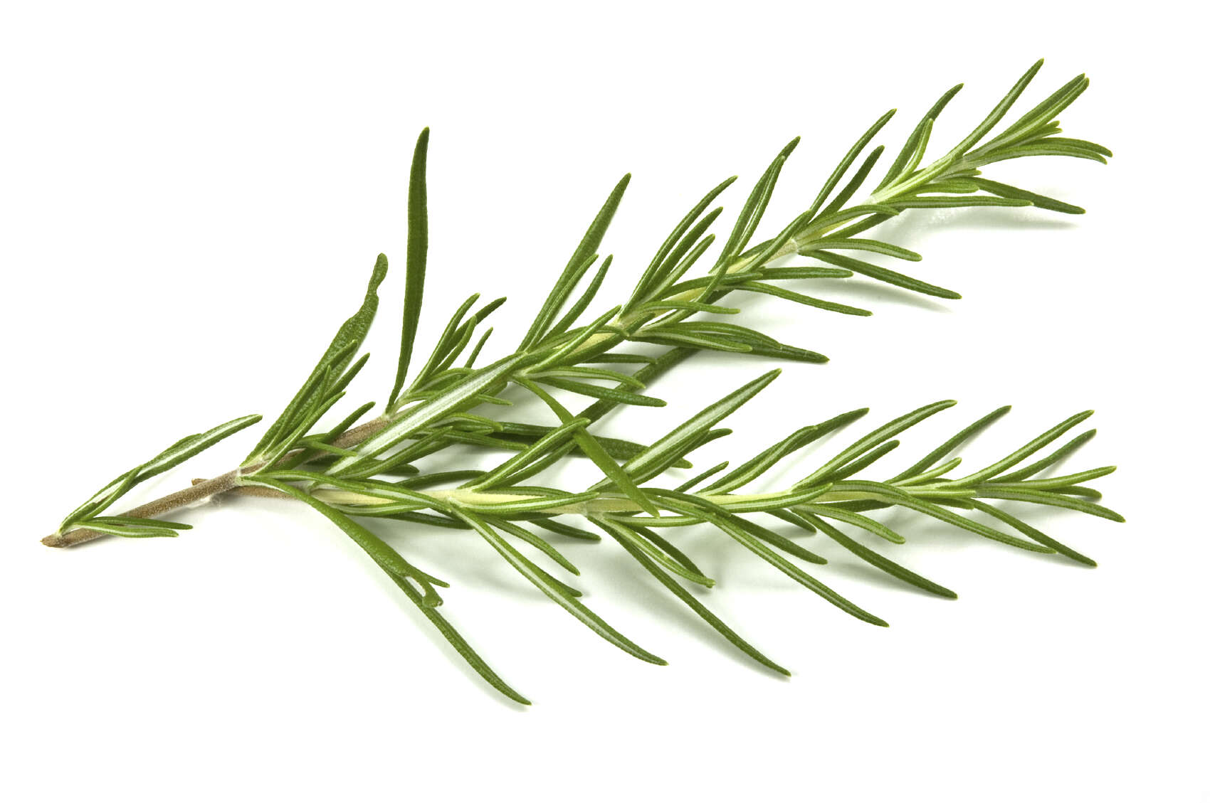 Image of Rosemary