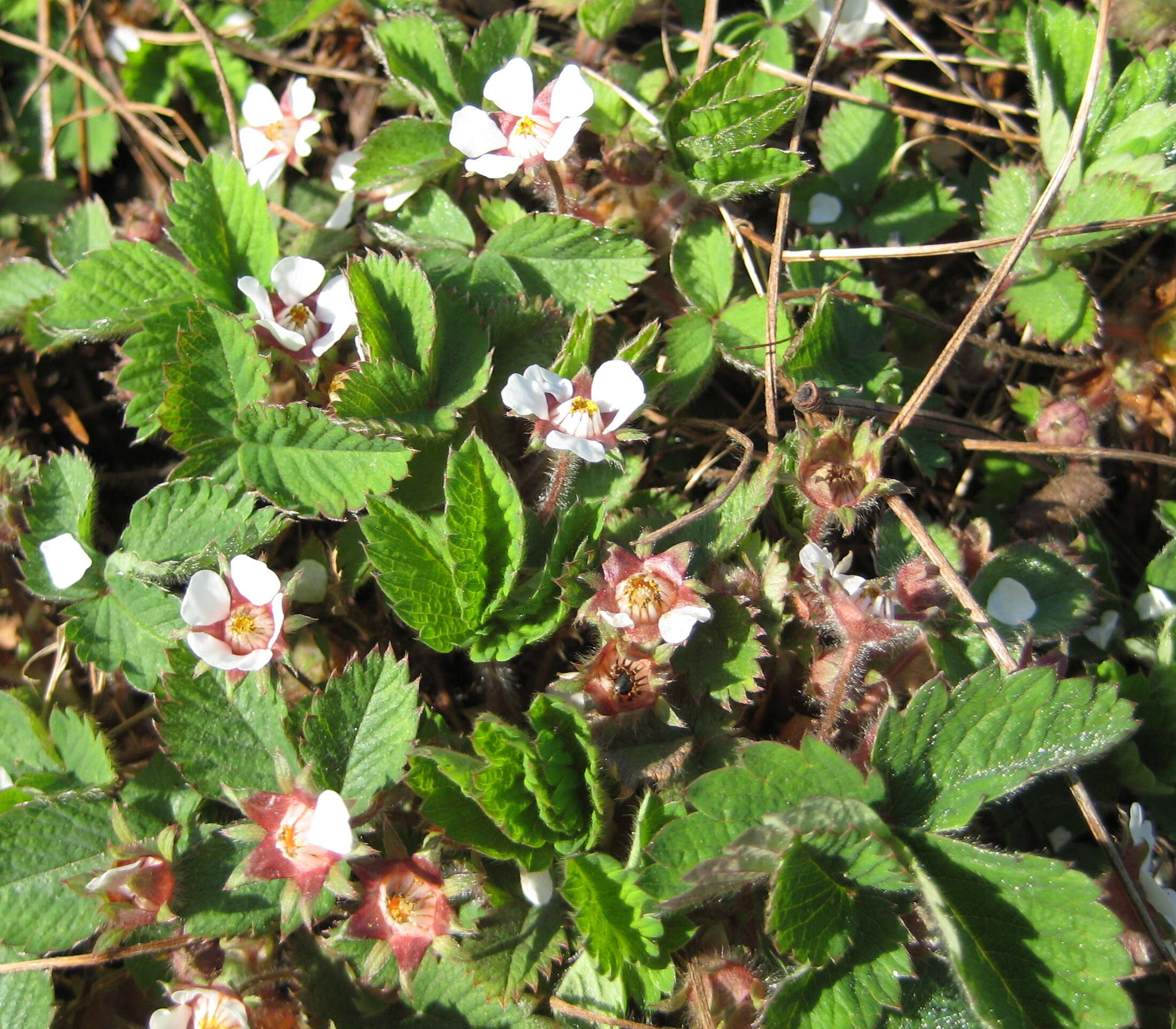 Image of pink barren strawberry