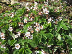 Image of pink barren strawberry